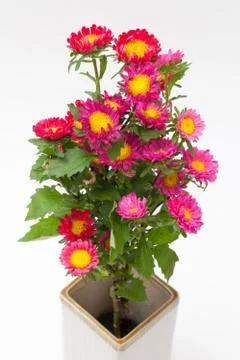 Easter flower Stock Photos