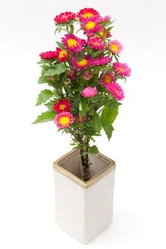 Easter flower Stock Photos