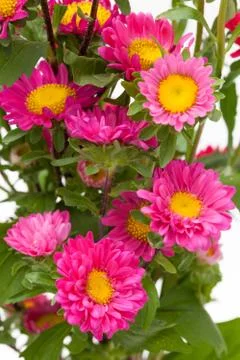 Easter flower Stock Photos