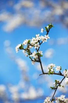 Easter flowers Stock Photos