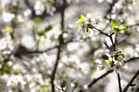 Easter flowers Stock Photos