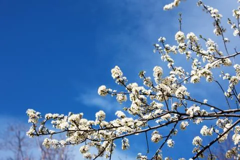 Easter flowers Stock Photos