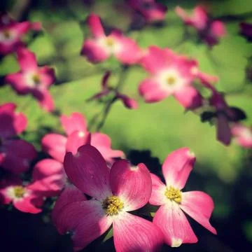 Easter flowers Stock Photos