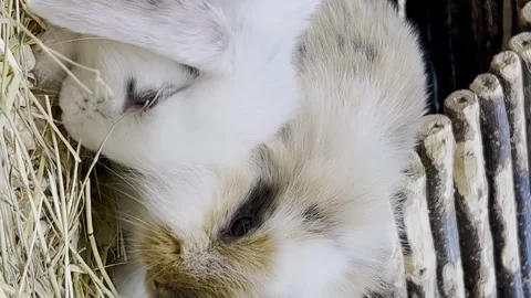 Easter fluffy bunnies playing together in a cage. Animal nature concept. Happy Video stock 250126829
