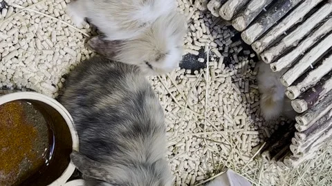 Easter fluffy bunnies playing together in a cage. Animal nature concept Video stock 250127584