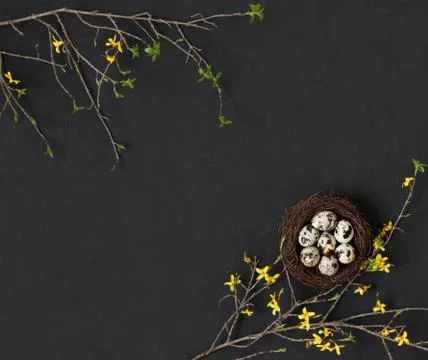 Easter frame with quail eggs in the nest and branches of yellow forsythia Stock Photos