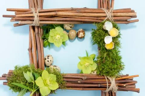 Easter frame with two raw and seven boiled quail eggs and one hellebore flowe Stock Photos