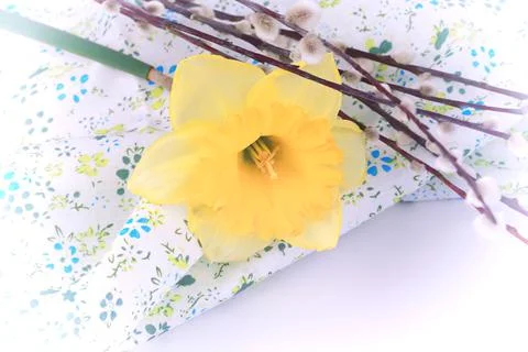 Easter gentle background daffodil willow very soft selective focus Stock Photos