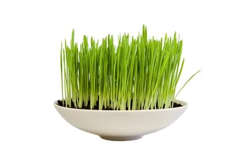 Easter grass Stock Photos