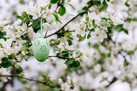 Easter green egg on a blooming apple tree. Easter background. Stock Photos