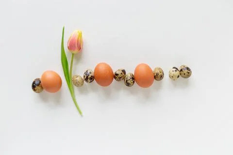 Easter greeting card template with eggs and tulip on white background 写真素材