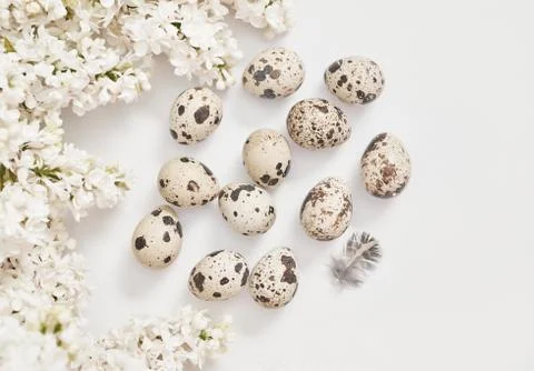 Easter greeting card.Hello spring. Spring season, copy space.Quail eggs and b Stock Photos