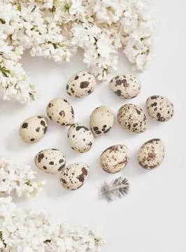Easter greeting card.Hello spring. Spring season, copy space.Quail eggs and b Foto stock