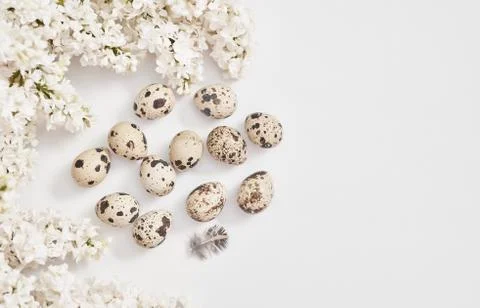 Easter greeting card.Hello spring. Spring season, copy space.Quail eggs and b Stock Photos