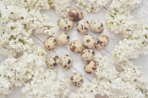 Easter greeting card.Hello spring. Spring season, copy space.Quail eggs and b Foto stock
