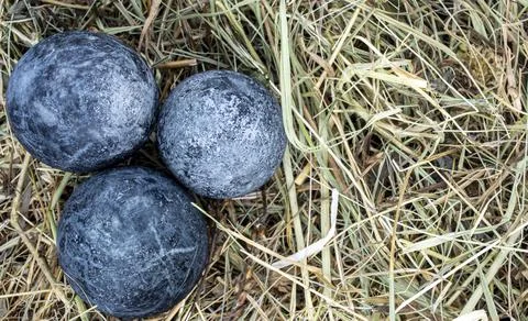 Easter grey eggs in dry grass close up Stock Photos