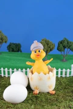 Easter hatched chick Stock Photos
