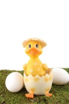 Easter hatched chick Stock Photos