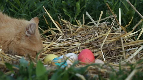 Easter holiday. Cat interested in nest with colorful eggs Stock Footage 107646858