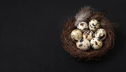 Easter holiday composition with quail eggs and feathers in a nest  Stock Photos