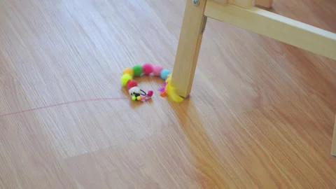 Easter holiday concept with british cat play toy with owner on floor Stock Footage 266666092