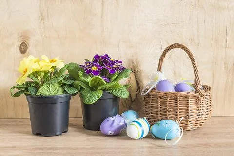 Easter holiday greeting card; Easter eggs and pirmula flowers in pot on woo.. Stock Photos