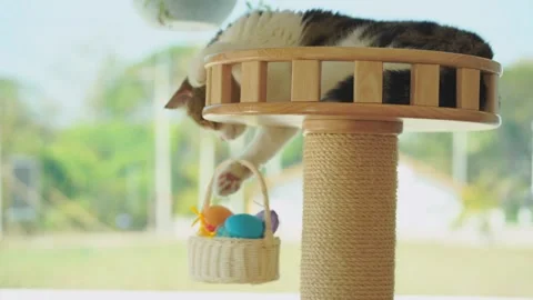 Easter holiday soft focus scottish cat play colorful egg put in basket Stock Footage 266388022