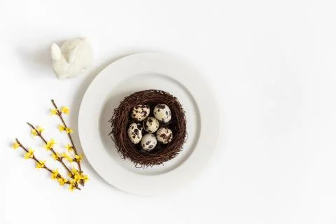 Easter holiday table setting with quail eggs in a nest and a yellow forsythia Stock Photos