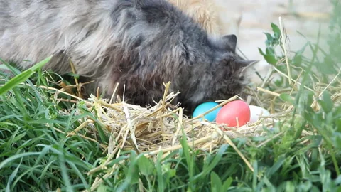 Easter holiday. Two cats are interested in the nest with colorful eggs Stock Footage 107201505