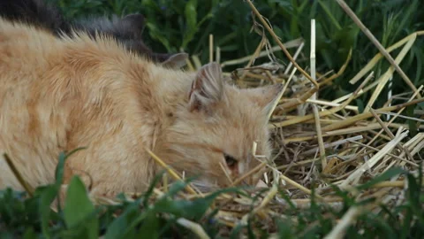 Easter holiday. Two cats are interested in the nest with colorful eggs Stock Footage 107651763