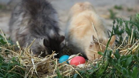 Easter holiday. Two cats are interested in the nest with colorful eggs Stock Footage 107878371