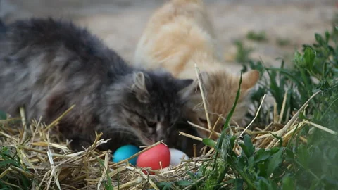 Easter holiday. Two cats are interested in the nest with colorful eggs Stock Footage 107882049