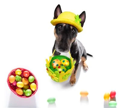 Easter holidays dog with eggs Stock Photos