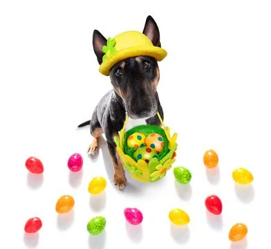 Easter holidays dog with eggs Foto stock