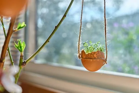 Easter home decoration. Microgreens in egg shell hanging on spring twigs as.. Stock Photos