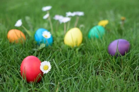 Easter hunt - colored hen eggs in the grass Stock Photos