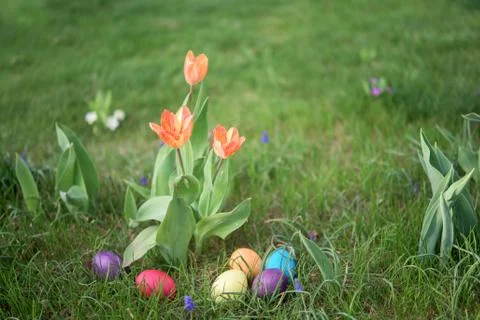 Easter hunt Stock Photos