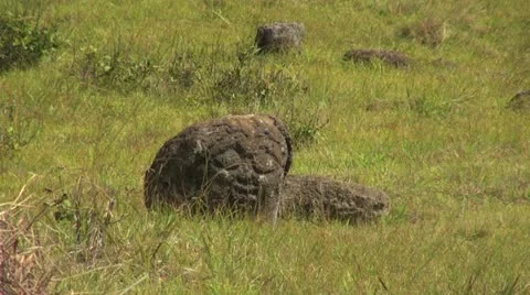 Easter Island Orongo petroglyph face on boulder 3 Stock Footage