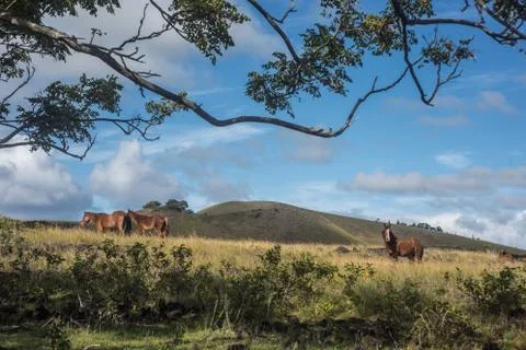 EASTER ISLAND   POLYNESIA  RAPA NUI  CHILE Foto stock