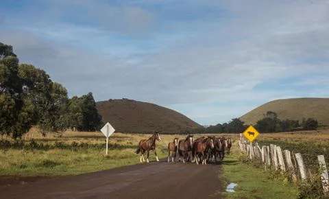 EASTER ISLAND   POLYNESIA  RAPA NUI  CHILE Stock-Fotos