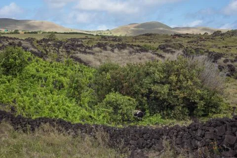 EASTER ISLAND   POLYNESIA  RAPA NUI  CHILE Stock-Fotos