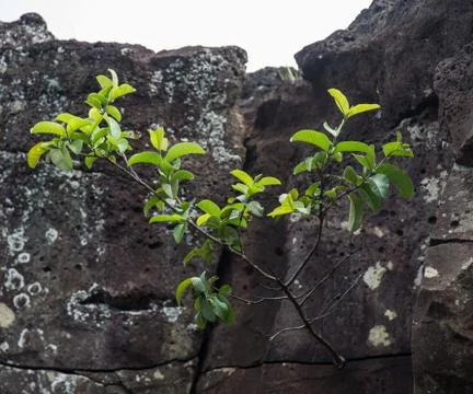 EASTER ISLAND   POLYNESIA  RAPA NUI  CHILE Foto stock