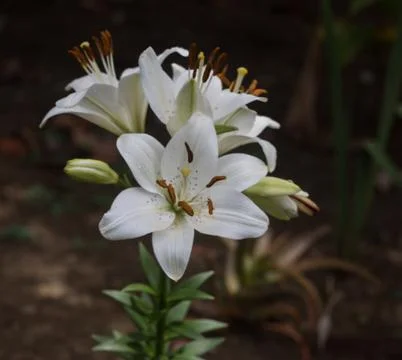 EASTER ISLAND   POLYNESIA  RAPA NUI  CHILE Stock Photos