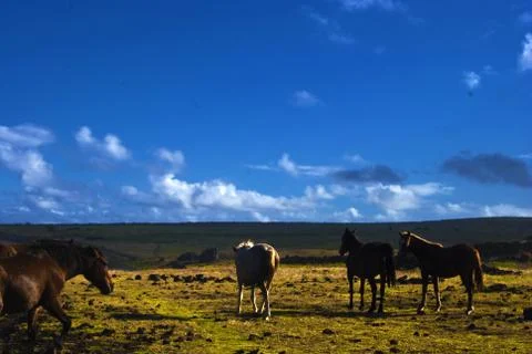 EASTER ISLAND   POLYNESIA  RAPA NUI  CHILE Stock Photos
