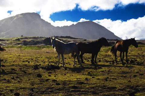 EASTER ISLAND   POLYNESIA  RAPA NUI  CHILE Foto stock