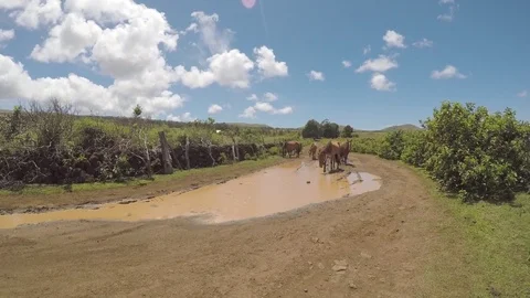 Easter Island Rapa Nui Wild Horses 1 Video stock 83863978