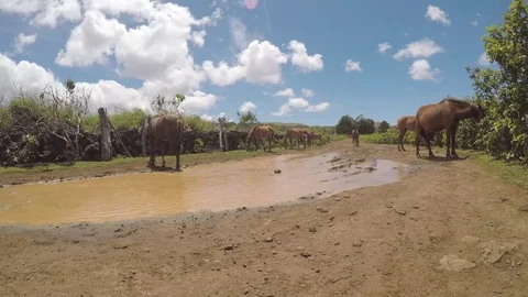 Easter Island Rapa Nui Wild Horses 2 Video stock 83864000