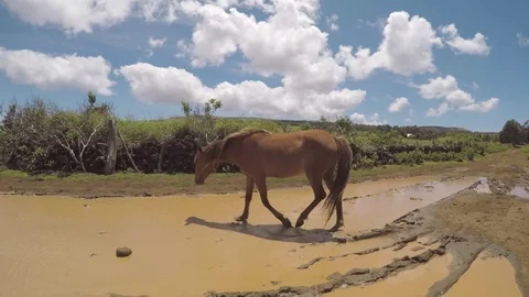 Easter Island Rapa Nui Wild Horses 4 Video stock 83864033