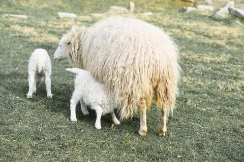 Easter lamb drinks with his mother in a green meadow. Baby farm animal on a.. Stock Photos