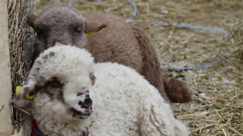 Easter lambs Video stock 54080303